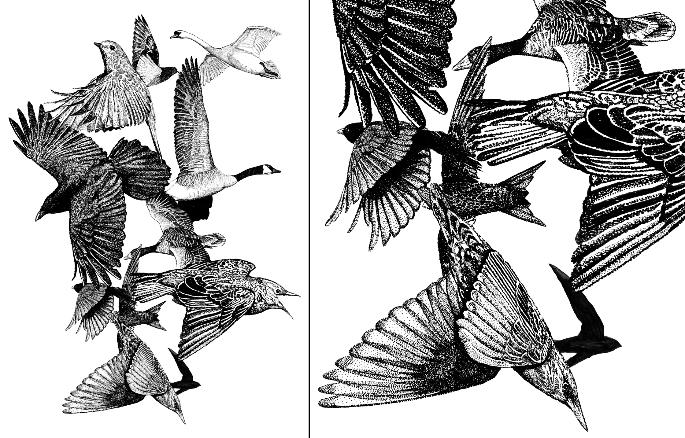 British Birds