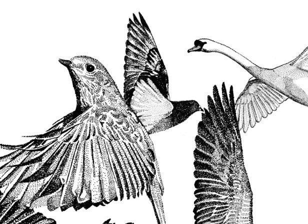 British Birds