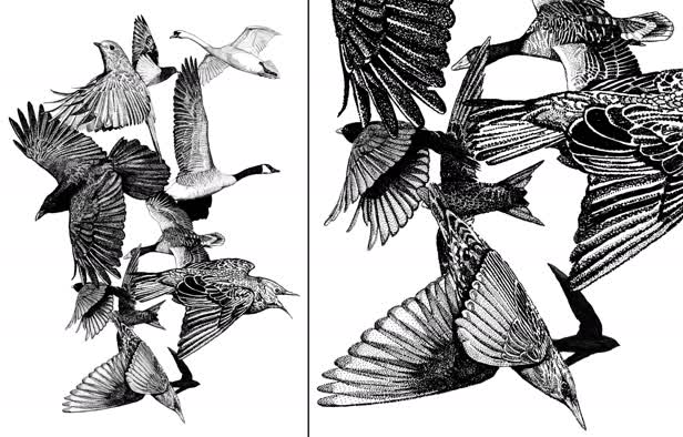 British Birds