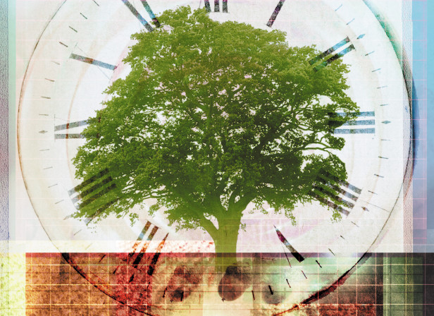 Growing An Oak From An Acorn Patience Time Passing Ecology