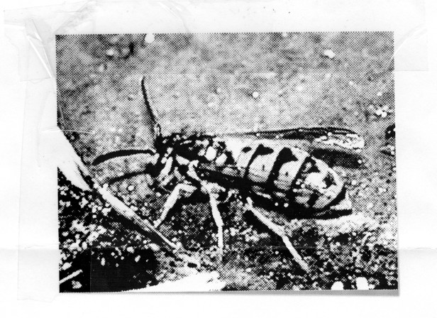 Lost. Have You Seen My Wasp?
